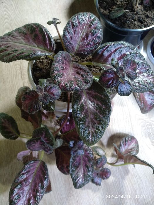 Эписция,распродажа,7 сортов