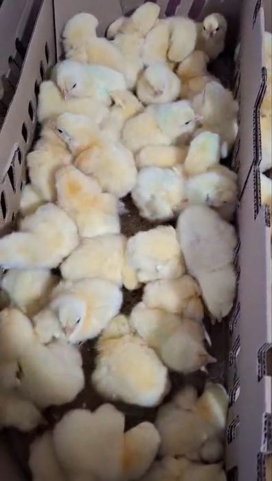 Pui de o zi + furaje | 500 bucăți disponibili | 4.5 lei/buc | AGROMAR Schitu-Duca