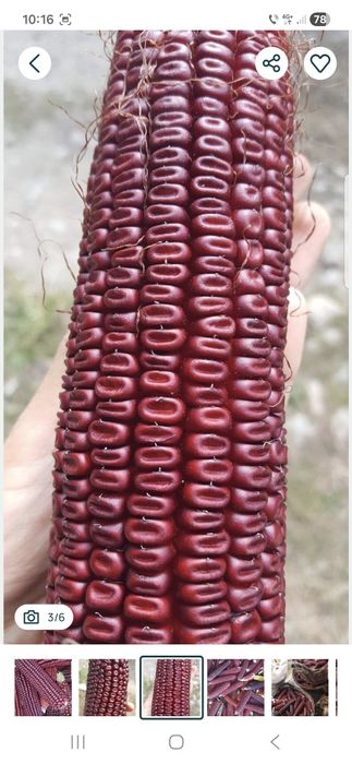 Stiuletii rosii 20kg porumb porumbei samanta