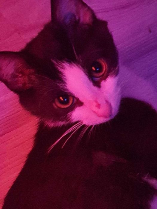 Давам черно-бяло котенце в добри ръце.