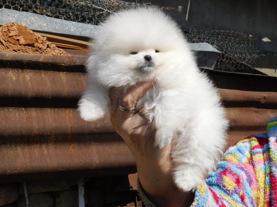 Померанский шпиц рассрочка Каспи