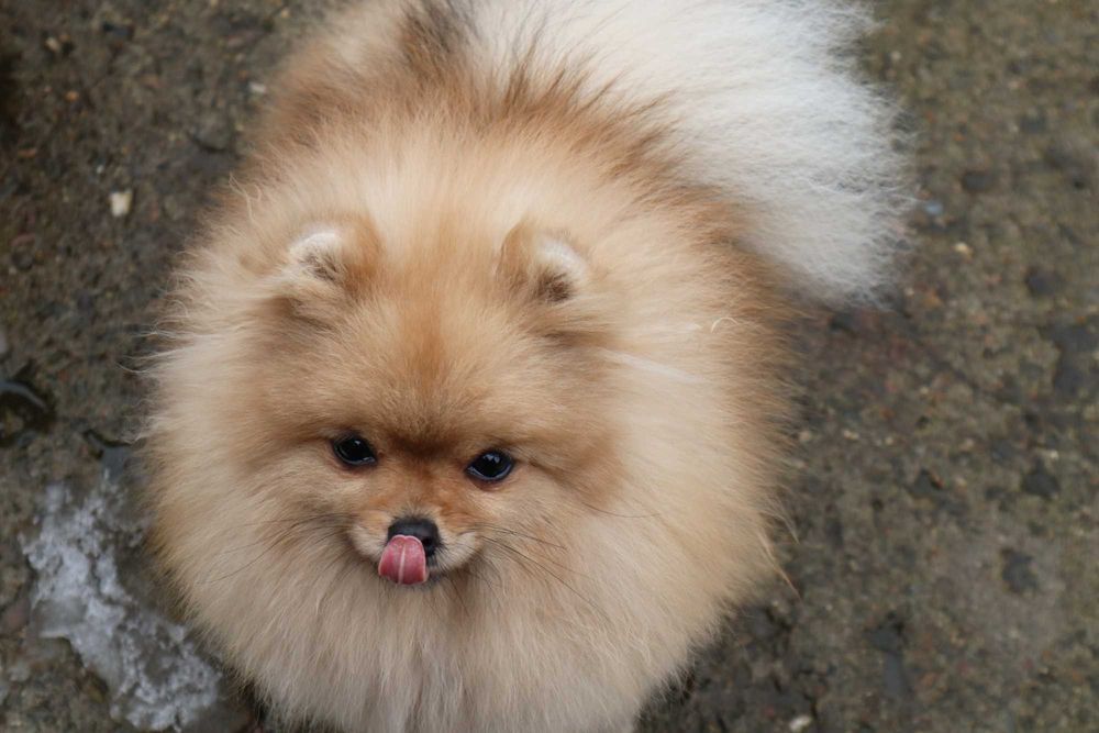 Миниатюрно момиченце померан с родословие FCI