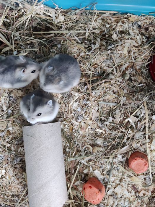 Hamsteri pitici siberieni