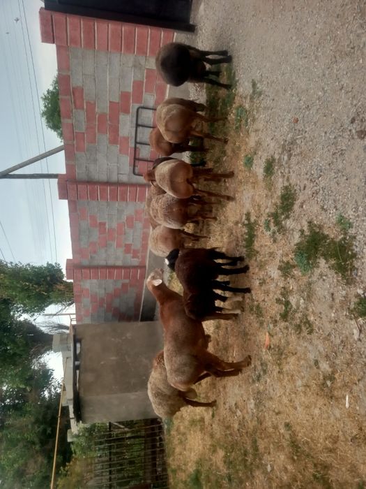 Продам баранов порода арашан