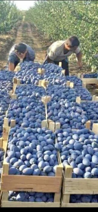 Prune super calitate preț real de producător asigurăm transport gratuit livrare rapidă aștept clienți Sunați!