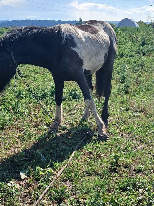 Ponei de vânzare de 2 ani