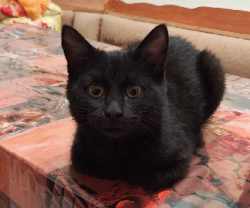 Котята в добрые ручки.