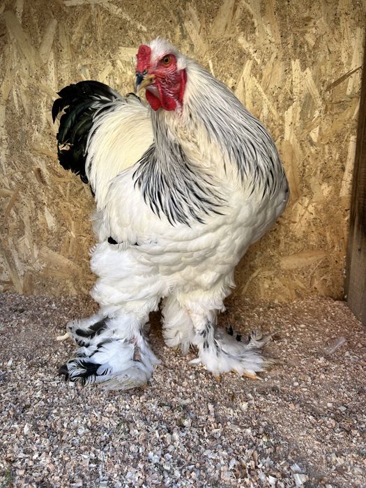 Familie brahma 2+1 sau 3+1
