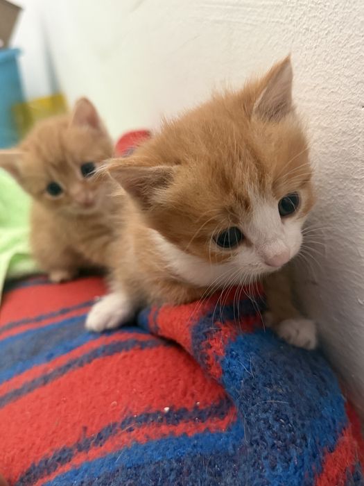 Отдам котят в хорошие, добрые руки.