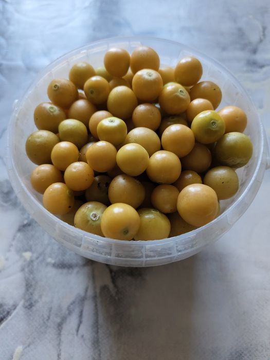 Физалис. Продам.
