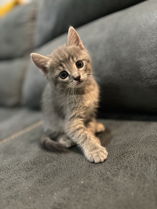 Котята бесплатно