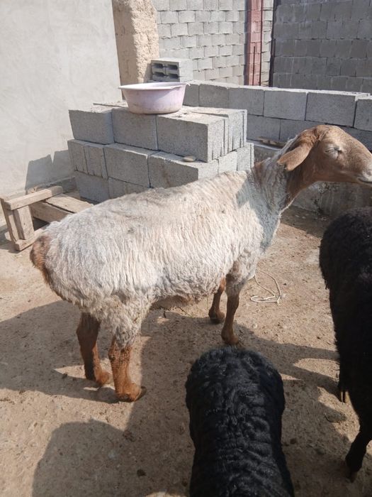 Семиз қой сатылады