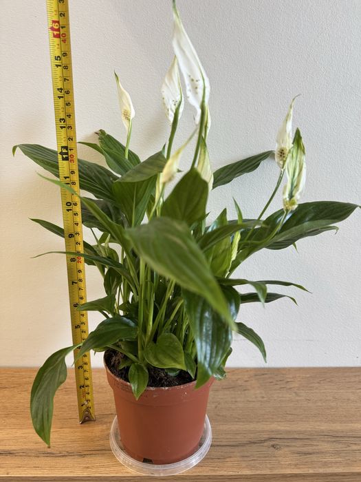 Продам, обменяю спатифиллум