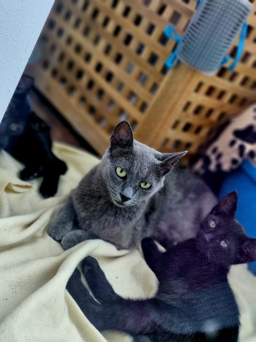 Adoptie pisicute