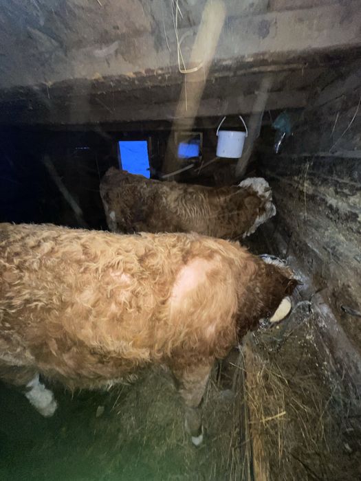 Vand 2 tauri pereche