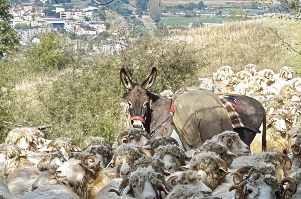 Vând Măgăriță cu pui !