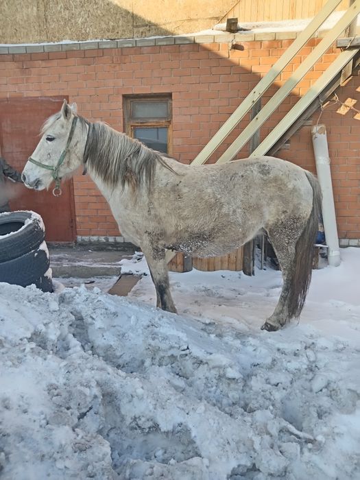 Кобыла дойная, спокойная