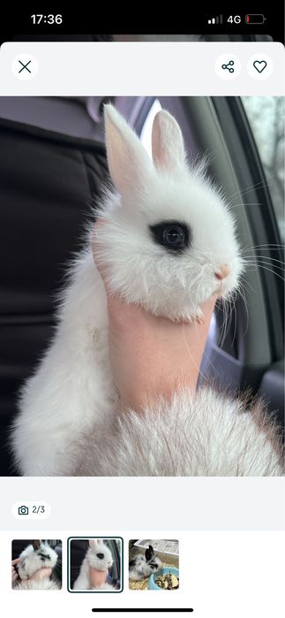 Кролик декоративный  мальчик