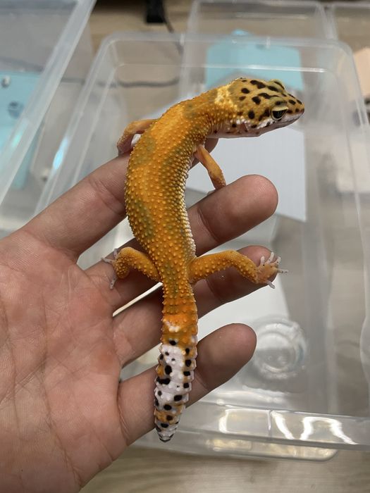 Эублифары геконы