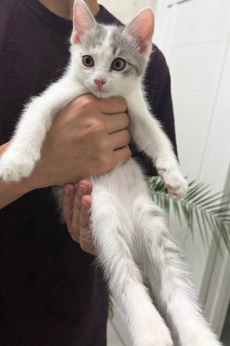Пристраиваем котят!