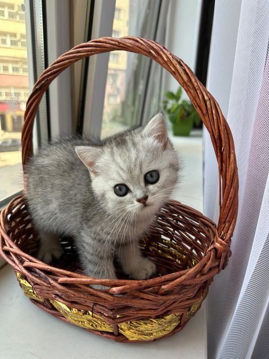 шотландский котенок