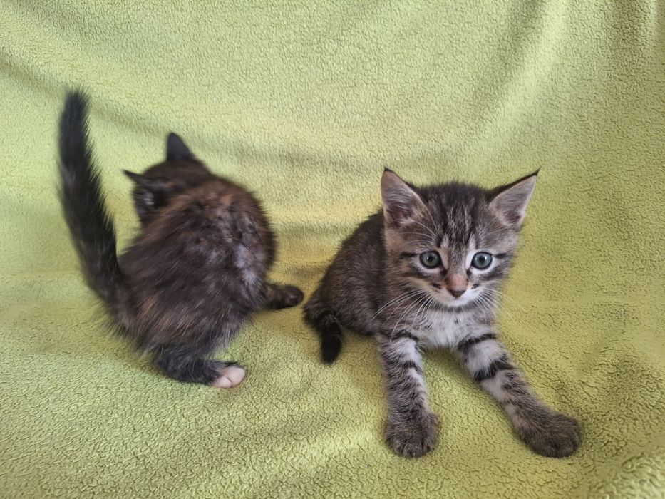 Милые котята в добрые руки.