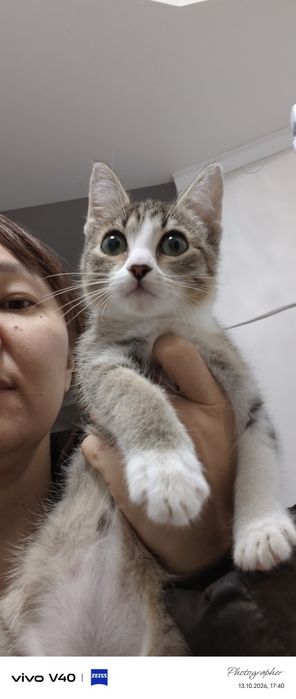 Девочка котенок возраст 2мес