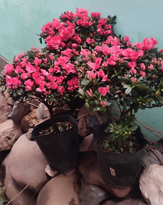 Азалии в цветущие