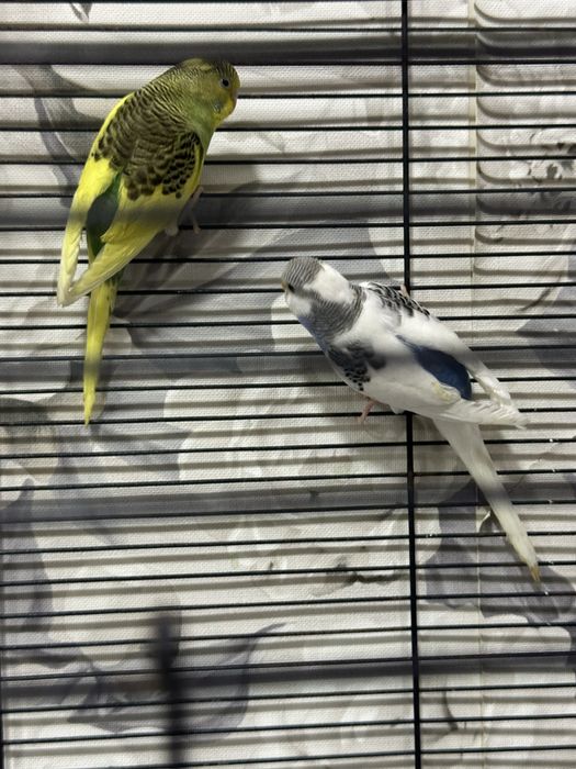 Волнистые попугаи