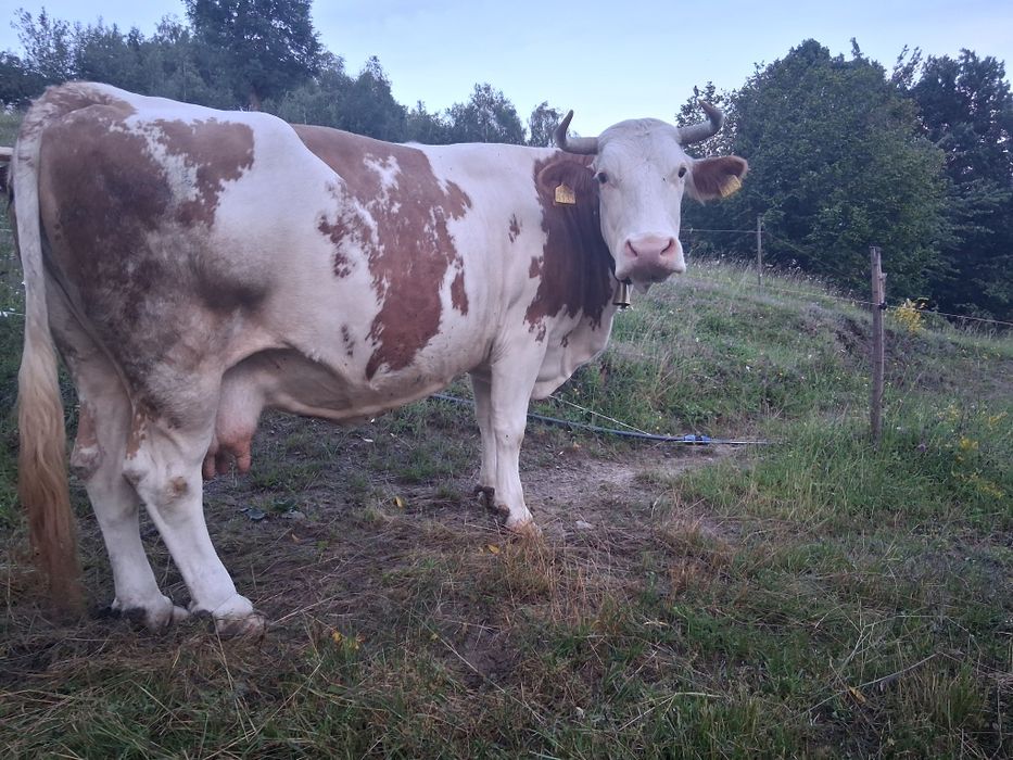 Vaca.  De   vanzare