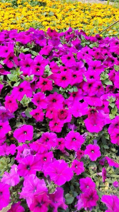 Petunia gulimiz ochildi 2000