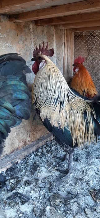 “Sifatli va sog‘lom xórozlar sotiladi!”