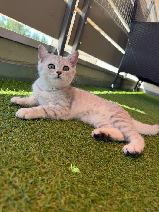 Британска котка на 3 месеца