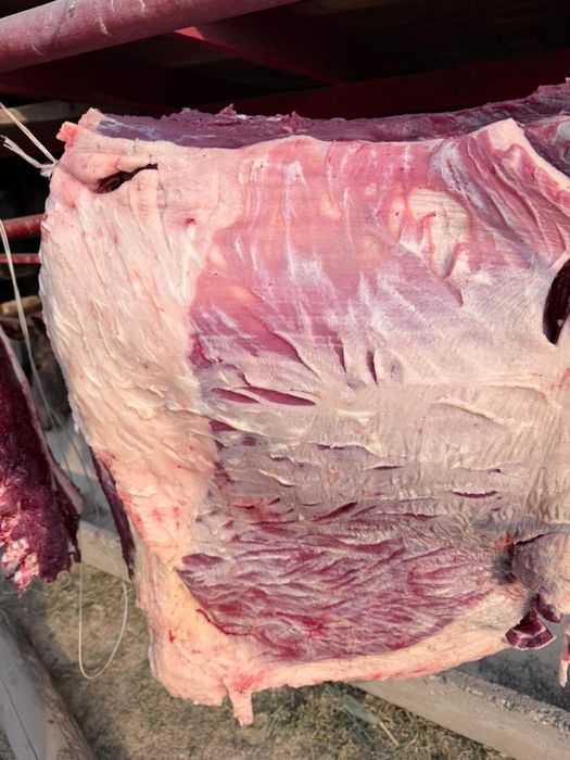 Соғым 1.5 жасар тайлар,