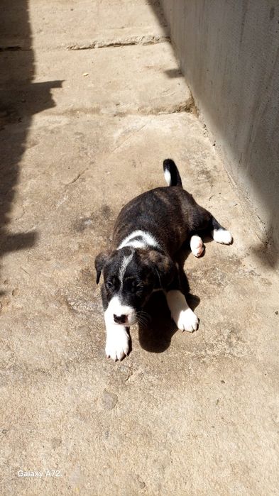 Cățeluși de talie mare pentru adopție – 3 fete și 3 băieți, buni de pază