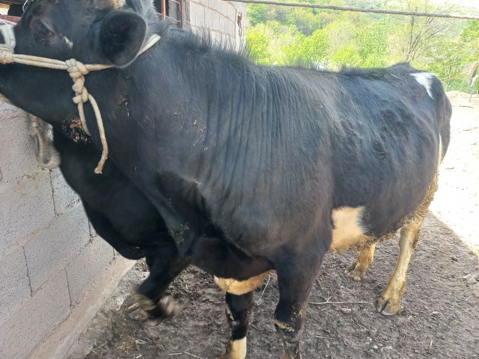 Срочно продам быка