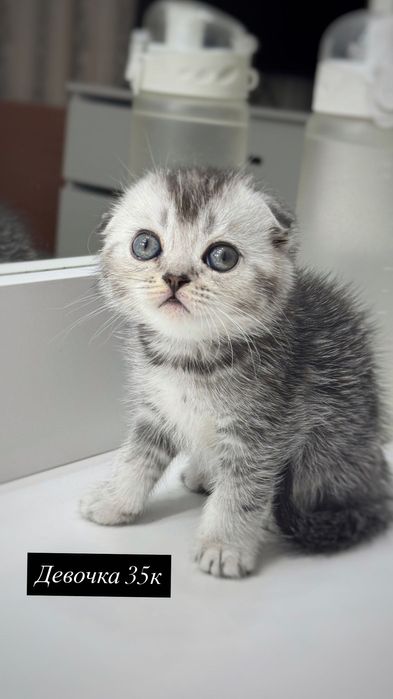 Продам вислоухого котёнка, девочка