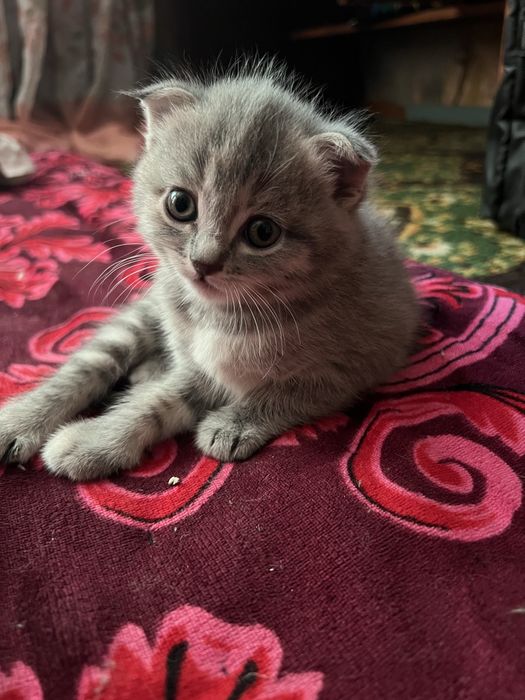 Продаеться котенек