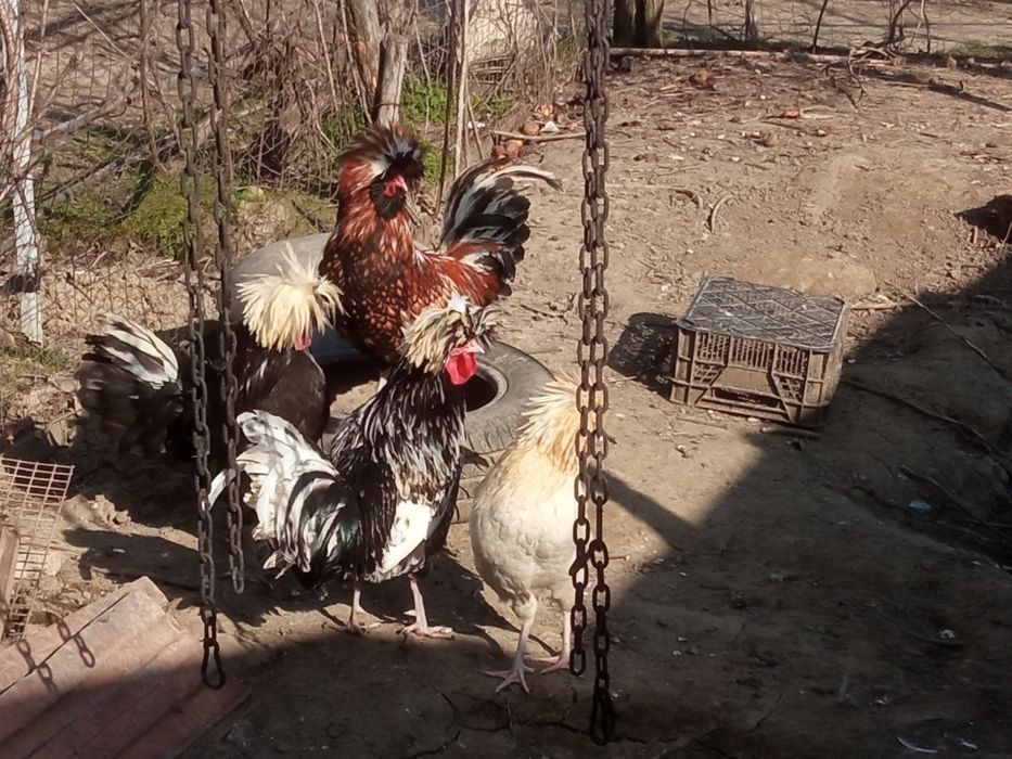 Pachet paduana și Moțată olandeza