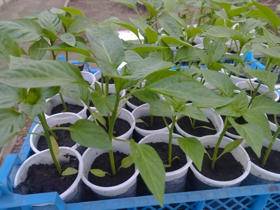 Продам рассаду овощей