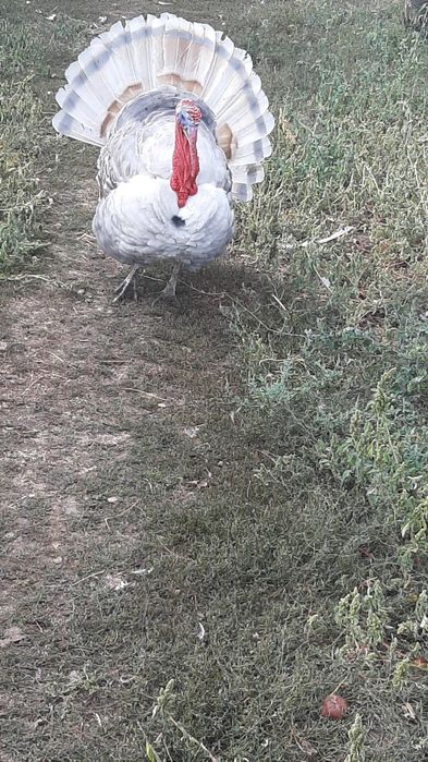 Curcan de vanzare
