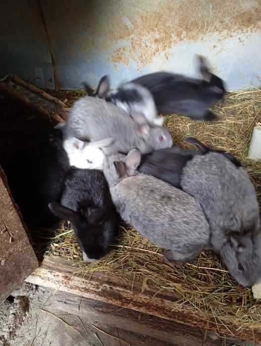 Vând iepuri diverse