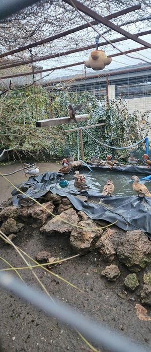 Rațe caroline și mandarine