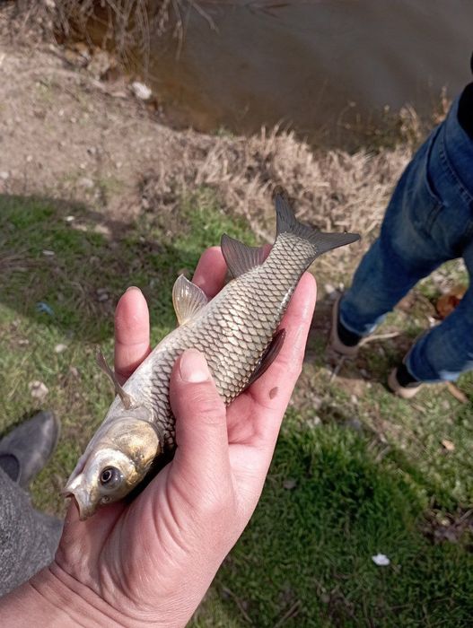 Amur Sigaletkalarimiz bor.