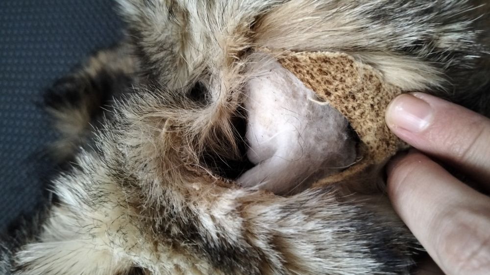 Blană nutrie 125 cm