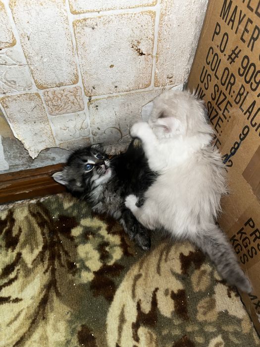 Отдадим котят в добрые руки