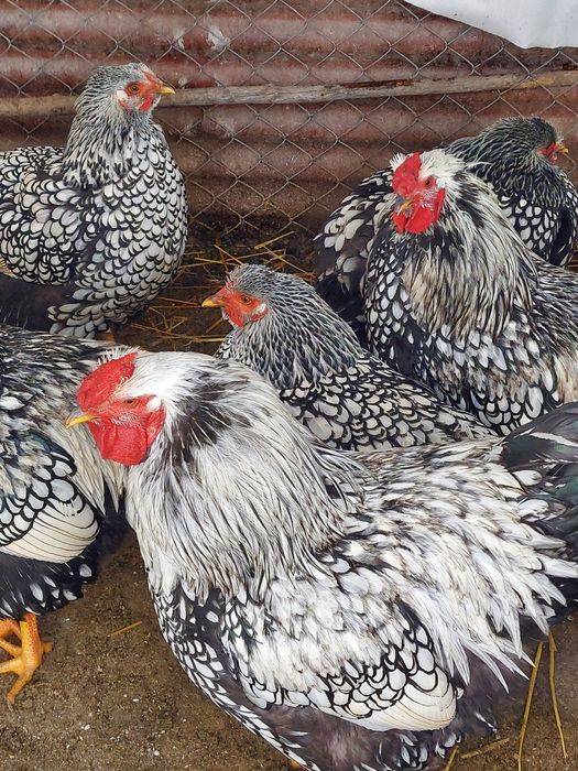 Vând cocoși Wyandotte