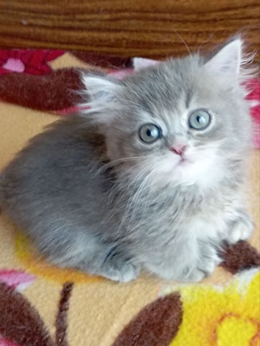 Манчкин девочка 4 мес.