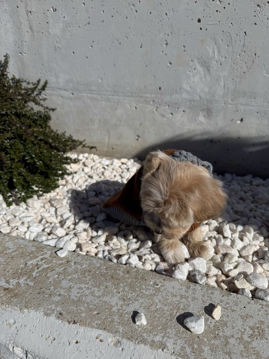 Catelus matipolo/pudel mini toy