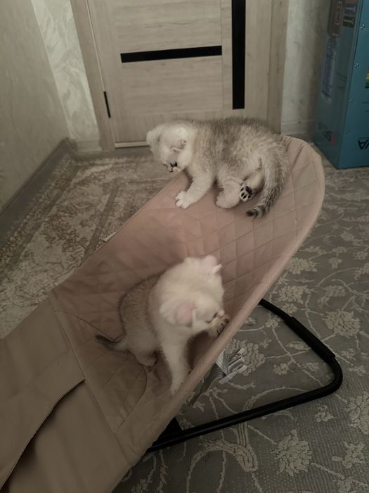 Sotiladi: Britanskiy Shinshilla mushukchalar narxini kelishiladi